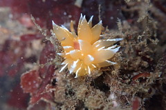 Dirona pellucida