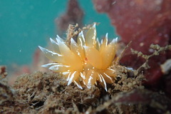 Dirona pellucida