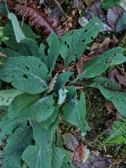 Digitalis purpurea