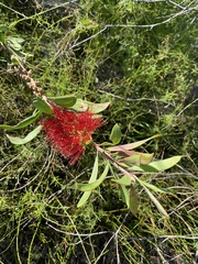 Melaleuca pachyphylla