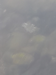 Anthopleura elegantissima