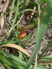 Lemini