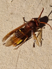 Vespa orientalis