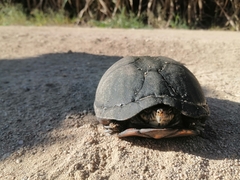 Kinosternon integrum