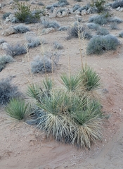 Yucca utahensis