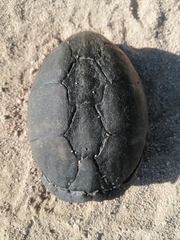 Kinosternon integrum