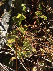Heuchera micrantha diversifolia