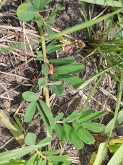 Indigofera hendecaphylla