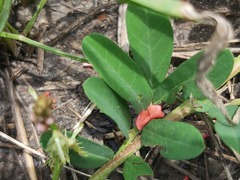 Indigofera hendecaphylla