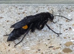 Psorthaspis brimleyi