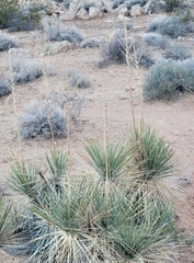 Yucca utahensis