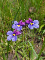 Monopsis decipiens