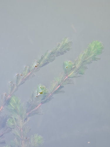 Myriophyllum spicatum image