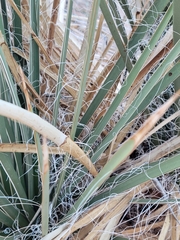 Yucca utahensis