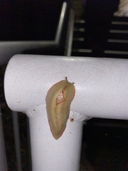 Triboniophorus graeffei