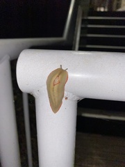 Triboniophorus graeffei