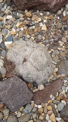 Mammillaria plumosa