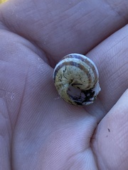 Cepaea nemoralis