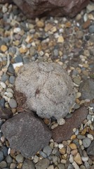 Mammillaria plumosa