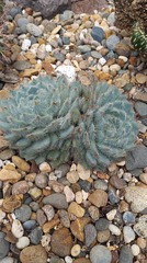 Echeveria setosa minor