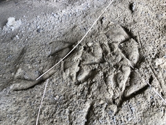 Eudyptula minor iredalei