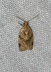 Clepsis peritana