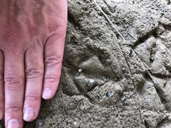 Eudyptula minor iredalei