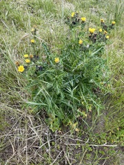 Sonchus megalocarpus