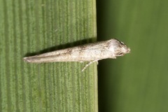Epermenia