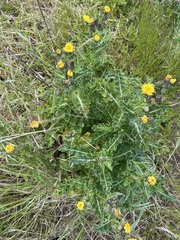 Sonchus megalocarpus