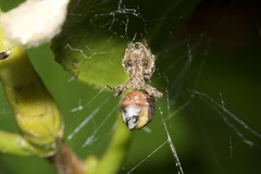 Philoponella congregabilis