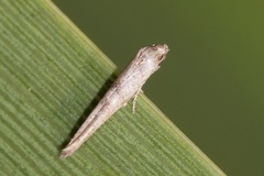 Epermenia