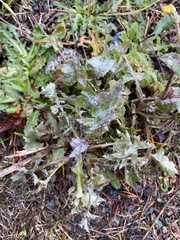 Golovinomyces sonchicola