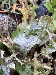 Golovinomyces sonchicola