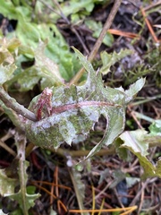 Golovinomyces sonchicola