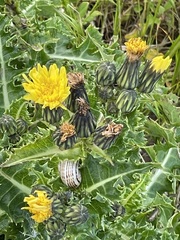 Sonchus megalocarpus