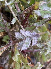 Golovinomyces sonchicola