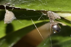 Philoponella congregabilis