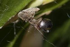 Philoponella congregabilis