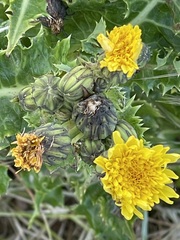 Sonchus megalocarpus
