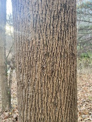 Liriodendron tulipifera