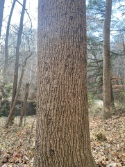 Liriodendron tulipifera