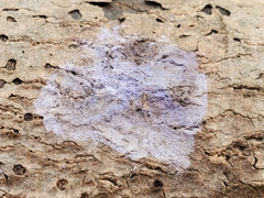 Serpula himantioides