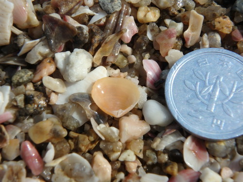 Crassatellidae