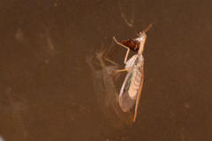 Dicromantispa interrupta