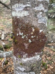 Frullania eboracensis