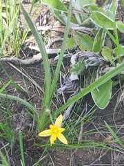 Hypoxis
