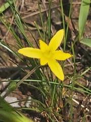 Hypoxis