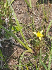 Hypoxis