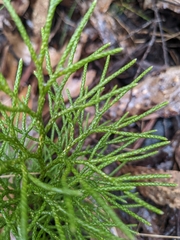 Lycopodium deuterodensum